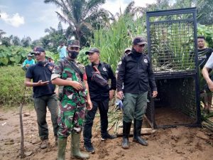 BKSDA Pasang Perangkap Pasca Buaya Memangsa Warga di Sungai Selagan Mukomuko