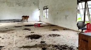 Menjijikan, Gedung Pertemuan Desa Matan Jaya KKU Dipenuhi Kotoran Sapi dan Kambing