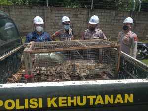 Di PT Krakatau Daya Listrik Ada Buaya, Ditpamobvit Langsung Bertindak Cepat