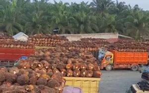 Harga TBS Anjlok, Petani Mukomuko Menjerit, Ini Tanggapan Bupati