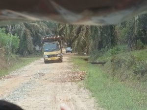 Dinas UPTD KPHP Diduga Abaikan Ribuan Ha Kebun Kelapa Sawit 