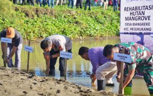 Seribu Bibit Mangrove untuk Reboisasi Sungai Nipa-nipa