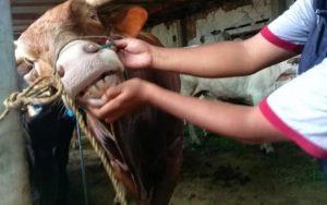 Dinperpa Kota Pekalongan Akan Sosialisasikan Panduan Ibadah Qurban