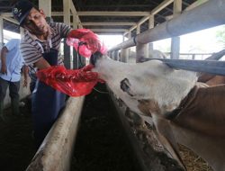 Disnakan Ciamis Siapkan 120 Juleha demi Bantu Penyembelihan Halal