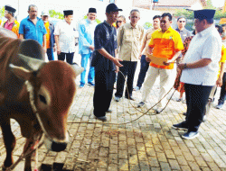 Kosgoro 1957 Potong Sembilan Ekor Sapi Kurban di Kampus IBI-K57 Lenteng Agung   