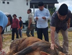 Sekda Martias: Kurban Koppri Dibagikan Bagi Warga Kelurahan Pintu Kabun