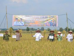 Dandim Way Kanan Bersama Forkopimda Panen Raya Padi di Bumi Agung