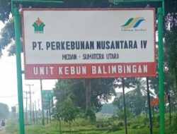 Manajer dan Askep Kebun Balimbingan Diduga Tidak Becus Mengelola Tanaman Muda Kelapa Sawit