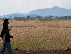 Imbas Kemarau 43 Hektare Sawah di Kota Banjar Gagal Panen