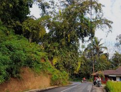 Kekhawatiran Warga di Kelok Bawah Tunjam Terkait Bahaya Kabel Listrik Akibat Pohon Bambu: Respons PLN Belum Memadai