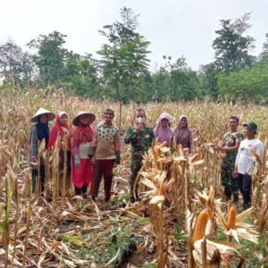 Babinsa Koramil Negeri Agung Dampingi Petani Jagung di Desa Binaan