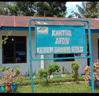 Kondisi Tanaman Ulang PTPN4 Regional 1 Unit Kebun Dusun Ulu Afdeling 4 Memprihatinkan