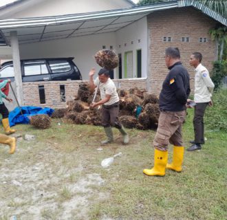 Bravo, PTPN IV Berhasil Ungkap Aksi Ninja Sawit di Unit Kebun Balimbingan