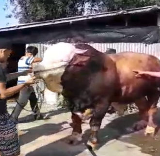 Bukittinggi Siapkan Sapi Qurban Pilihan Jokowi