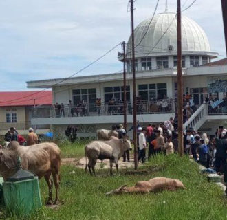 Walikota Ingatkan, Pastikan Hewan Qurban Sehat dan Layak