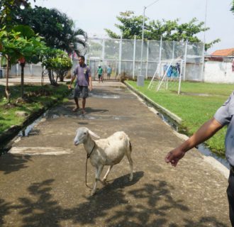 Warga Binaan Lapas Dilatih Ternak Domba