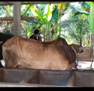 Laporkan Pencurian Sapi, Korban Kecewa Penanganan Polsek Tapung Hilir Terkesan Tidak Transparan