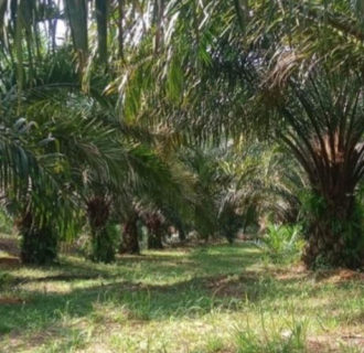 Pelaku Pencurian Sawit Milik Tampe Manurung Belum Ditangkap: Ini Pernyataan Kapolres Padang Lawas