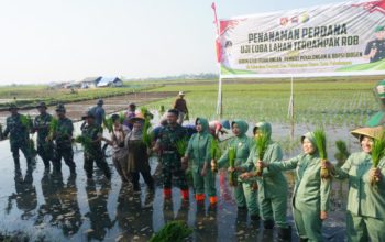 Kodim-Pemkot dan BBPSI Biogen Uji Coba Perdana Tanam Padi Biosalin di Lahan Terdampak Rob