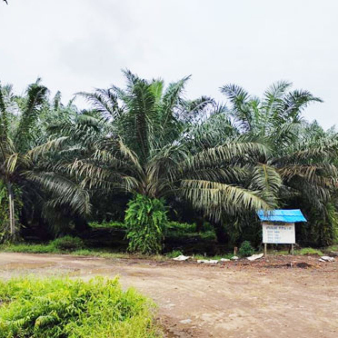 PBS PT.Graha Inti Jaya Ditengarai Rambah Hutan Lindung