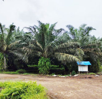 PBS PT.Graha Inti Jaya Ditengarai Rambah Hutan Lindung