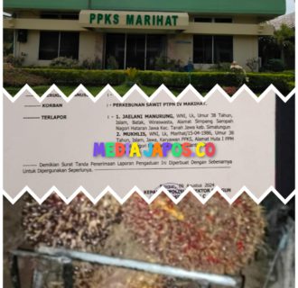 Manajer PPKS Diduga Lindungi Karyawan Pelaku Pencurian TBS di PTPN IV Marihat