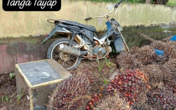 Usut Matarantai Jaringan Kasus Pencurian Buah Sawit Kebun Kemitraan di PT BGA Group Wilayah Delapan B Tayap