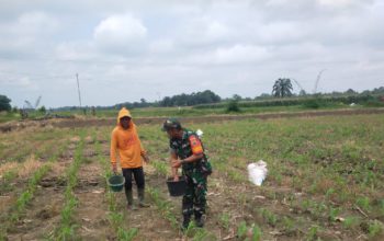 Serka Suhadi, Babinsa Koramil 10/TJ Dekat Dengan Petani